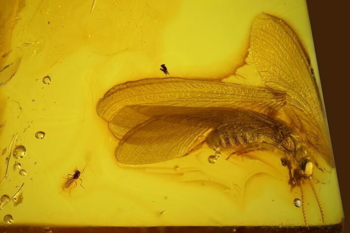 Detailed Fossil Winged Termite (Isoptera) In Baltic Amber #166259